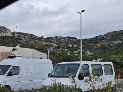 S krova na krov: roda se preselila, a staro mjesto zauzeli drugi “stanari”